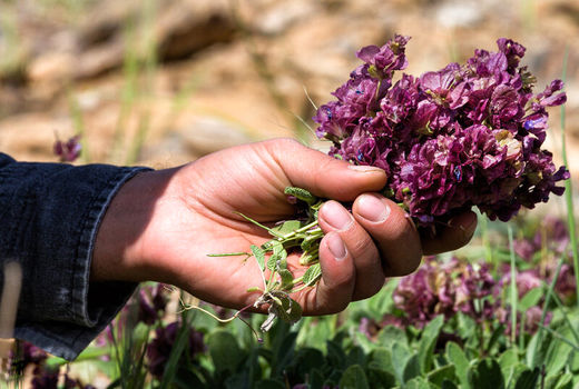 وضعیت گیاهان دارویی در اصفهان