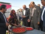 تبریز میزبان طعم‌های اصیل ارسباران ؛ نخستین جشنواره استانی «زغال‌اخته و سماق» در تبریز افتتاح شد