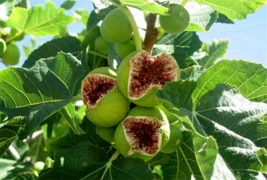 اختصاص ۷ میلیارد تومان برای توسعه باغات سیوان ایلام 