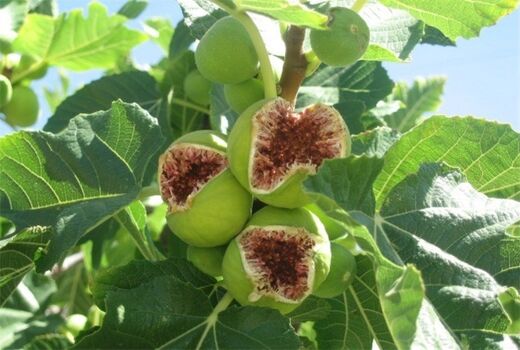 اختصاص ۷ میلیارد تومان برای توسعه باغات سیوان ایلام 