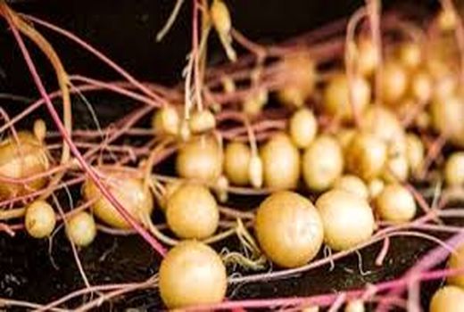 تولید سیب زمینی بذری به روش ایروپونیک در شهرکرد