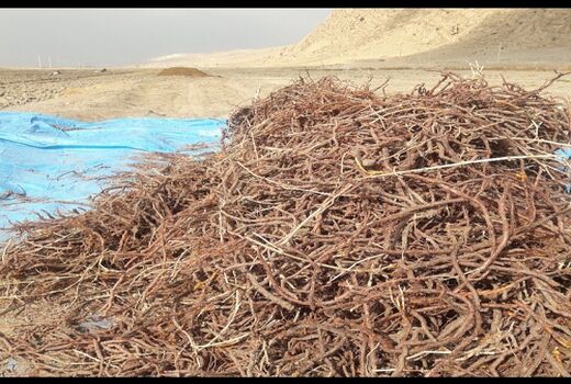 روناس در مرودشت به مرحله برداشت رسید