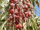 تداوم کشت محصولات کم‌آب‌بر در آذربایجان‌غربی/ برداشت سنجد آغاز شد