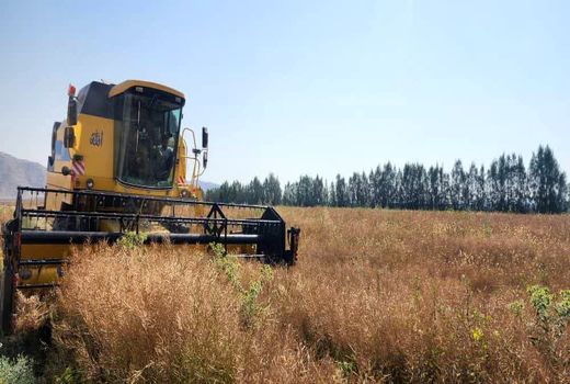 آغاز برداشت کلزا در زرین دشت