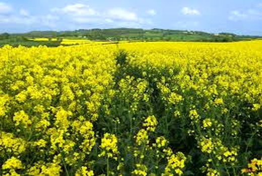 رکورد عملکرد کلزا در آباده شکسته شد