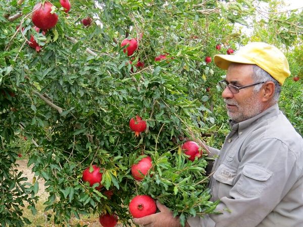تولید انار در ابرکوه ۱۰ درصد کاهش دارد