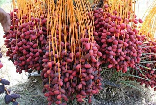 خسارت گرمای 50 درجه به خوشه های خرما در شهرستان ریگان