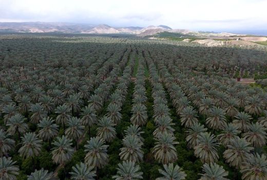 پایش سوسک سرخرطومی خرما در 6 هزار هکتار از نخلستان‌های جهرم