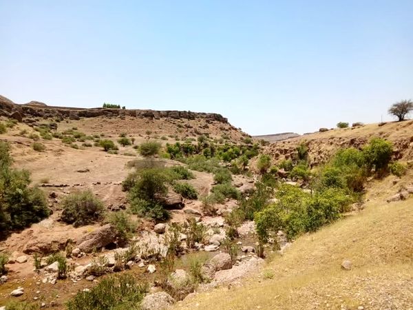 جنگلهای شیشم خوزستان در خطر انقراض