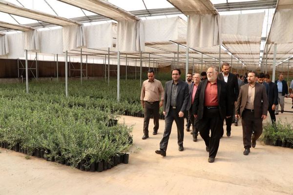 بازدید معاون وزیر جهاد کشاورزی از یک تولید و فرآوری زیتون در طارم سفلی