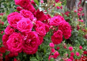 آغاز برداشت گل محمدی از گلستان‌های نایین