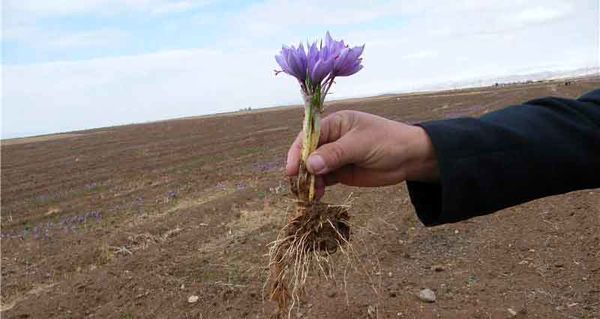 افزایش بهرهوری با استفاده از پیاز زعفران بالاتر از ۸ تا ۱۲ گرم در مزارع