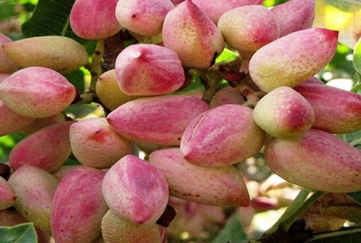 پسته ایلخچی توان رقابت در سطح ملی را دارد