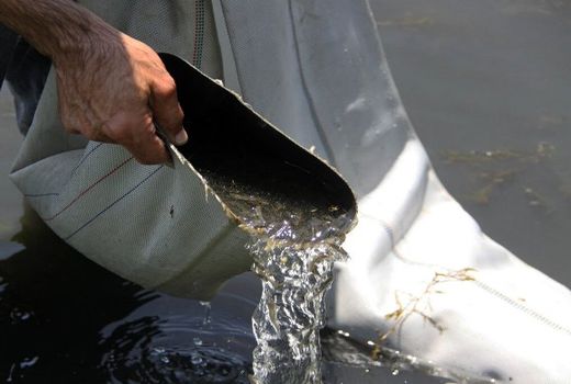 ۵۰ هزار قطعه بچه ماهی در منابع آبی بانه رهاسازی شد