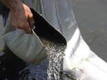 ۵۰ هزار قطعه بچه ماهی در منابع آبی بانه رهاسازی شد