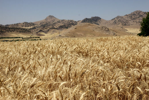 خرید گندم از مرز یک میلیون تن گذشت