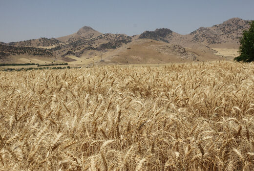 خرید گندم از مرز یک میلیون تن گذشت