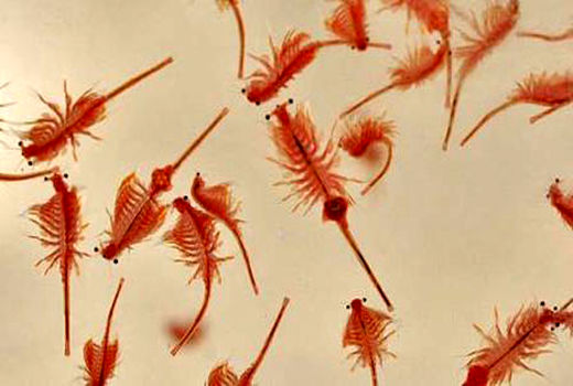 پرورش آرتمیا در 18 منطقه ایران امکان‌پذیر است 