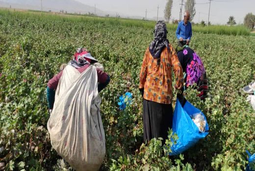 پیش‌بینی تولید 12 هزار تن طلای سفید در زرین دشت