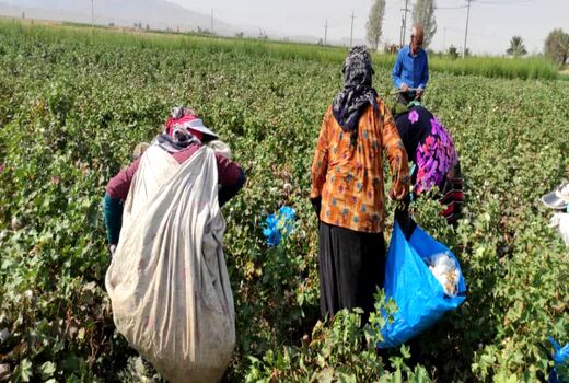 پیش‌بینی تولید 12 هزار تن طلای سفید در زرین دشت