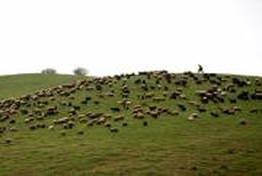 طرح مدیریت چرا و کنترل دام در میامی در حال اجرا است