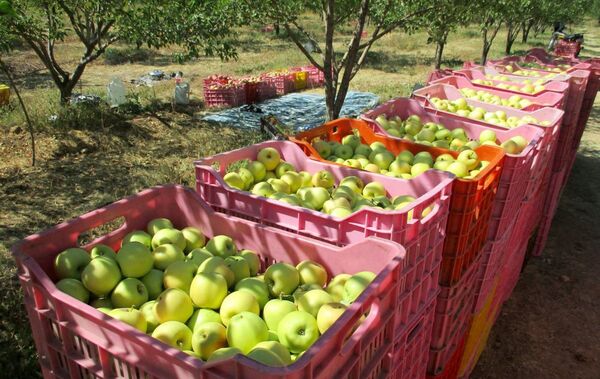 آغاز توزیع سیب و پرتقال دولتی در 71 عاملیت توزیع در استان زنجان