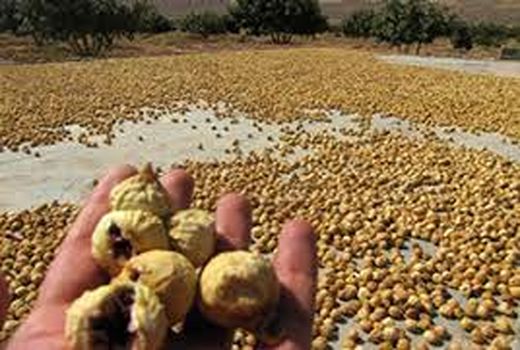 استهبان پایانه صادراتی محصول انجیر در ایران باشد 