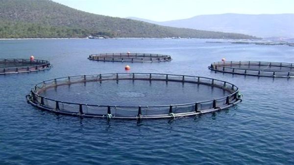 افزایش نگرانی درباره صنعتی شدن آبزی پروری آسیا/ افزایش استفاده از آنتی بیوتیک و در نتیجه خطرات بالقوه برای بهداشت عمومی در صنعت آبزی پروری