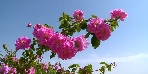 بیش از ۲۰۰ تن گل محمدی از اراضی ملایر برداشت می‌شود
