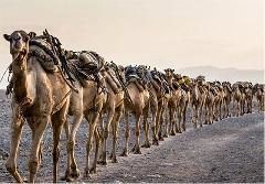 کاهش 2 درصدی صنعت شتر داری در کشور / هرمزگان قطب صنعت گردشگری و شتر دوانی کشور