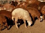 صادرات 226 هزار رأس دام از استان کرمانشاه به کشورهای حاشیه خلیج فارس در سال جاری