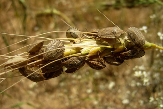مبارزه علیه آفت سن مادری غلات در سطح 2217 هکتار در شهرستان سراب