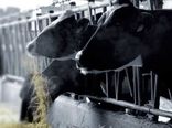 صدور دستور بازداشت گاوها!/ کشتار بی رحمانه یک هزار گاو آبستن