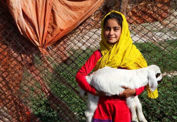 آغاز ثبت ملی و جهانی رسوم و تولیدات عشایری/ کاهش 2500 تومانی قیمت گوشت در جمعیت عشایری