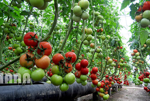 پرورش گوجه‌فرنگی در گلخانه 