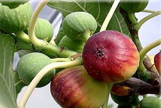 صدور مجوز تاسیس اولین نهالستان در فسا