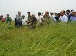 برگزاری کارگاه آموزشی کشت نشایی محصولات زراعی در گلستان