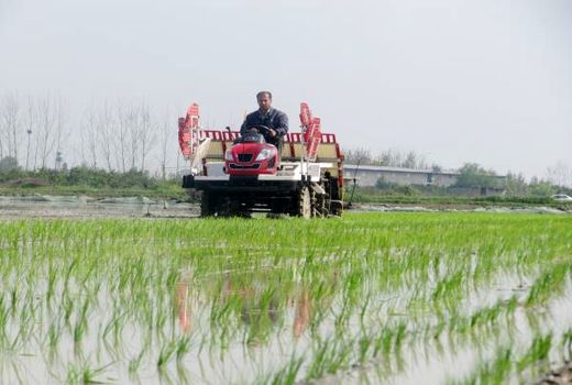 پیش‌بینی تولید 2 میلیون و 220 هزار تن برنج در سالجاری