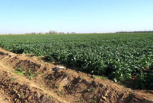 ۱۳ رقم کلزا در مرودشت کشت شد
