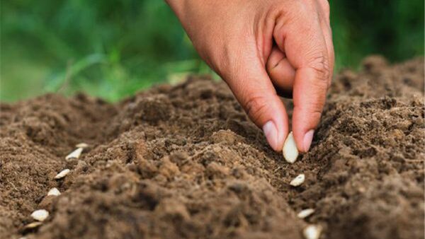 اصفهان پیشرو در تولید بذر هیبرید گلخانه‌ای
