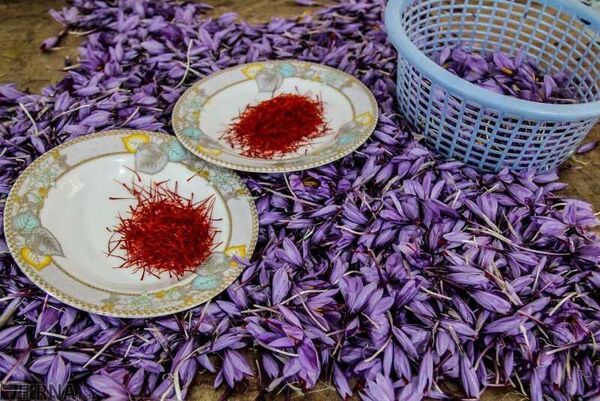 صادرات 75 درصد زعفران ایران به آن سوی مرزها