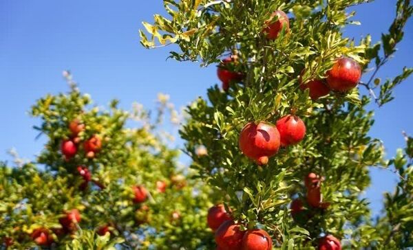 استهبان برای برداشت بیش از ۷۰ هزار تن انار آماده می‌شود