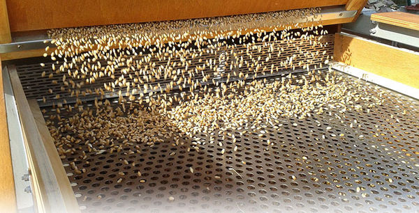 هیچ قارچ‌کشی در طول دوره داشت پاسخ‌گو نیست/ لزوم بوجاری و  ضدعفونی کردن بذرها