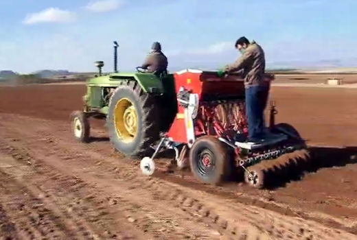 نخود در ۷۰۰ هزار هکتار از زمین‌های دیم کشور کشت می‌شود