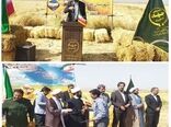 جشن شکرگزاری برداشت گندم