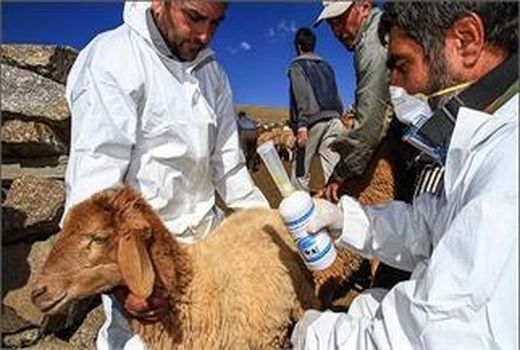 مقاومت دارویی، گرانی و برندمحوری؛ سه‌ضلعی نارضایتی در بازار داروی دامپزشکی