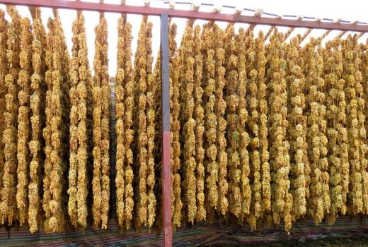 کارگاه فرآوری انگور در ایلام ایجاد می‌شود