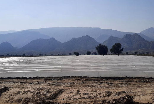 آغاز کشت زیر پلاستیک هندوانه و شمام در شهرستان پارسیان