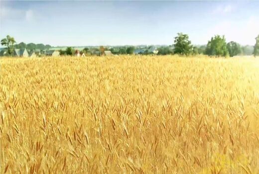 پیش بینی برداشت 3000 تن محصول جو از مزارع شهرستان ارزوئیه 