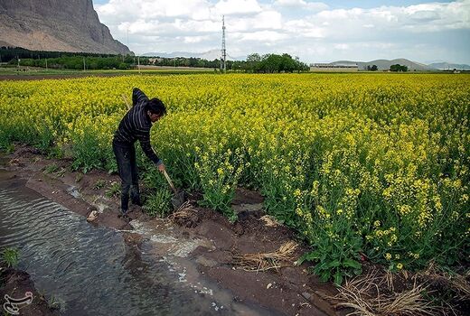 اجرای طرح ترویجی کشت کلزا در خراسان شمالی 